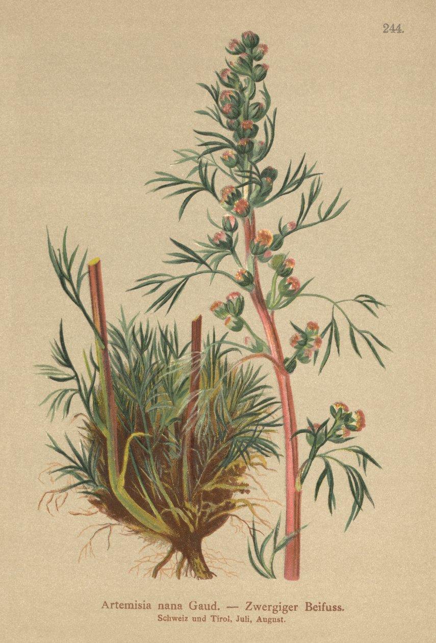 Boreal malört (Artemisia nana, Artemisia borealis) av German School