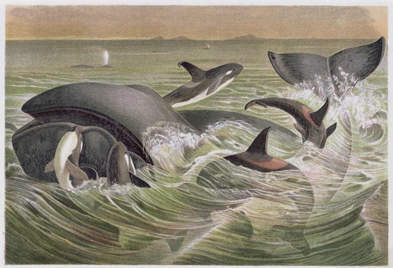 Grönhuvud och späckhuggare, tallrik från Brehms Tierleben: Allgemeine Kunde des Tierreichs, vol.3, s.600, utgiven av Bibliographic Institute, 1891 av German School