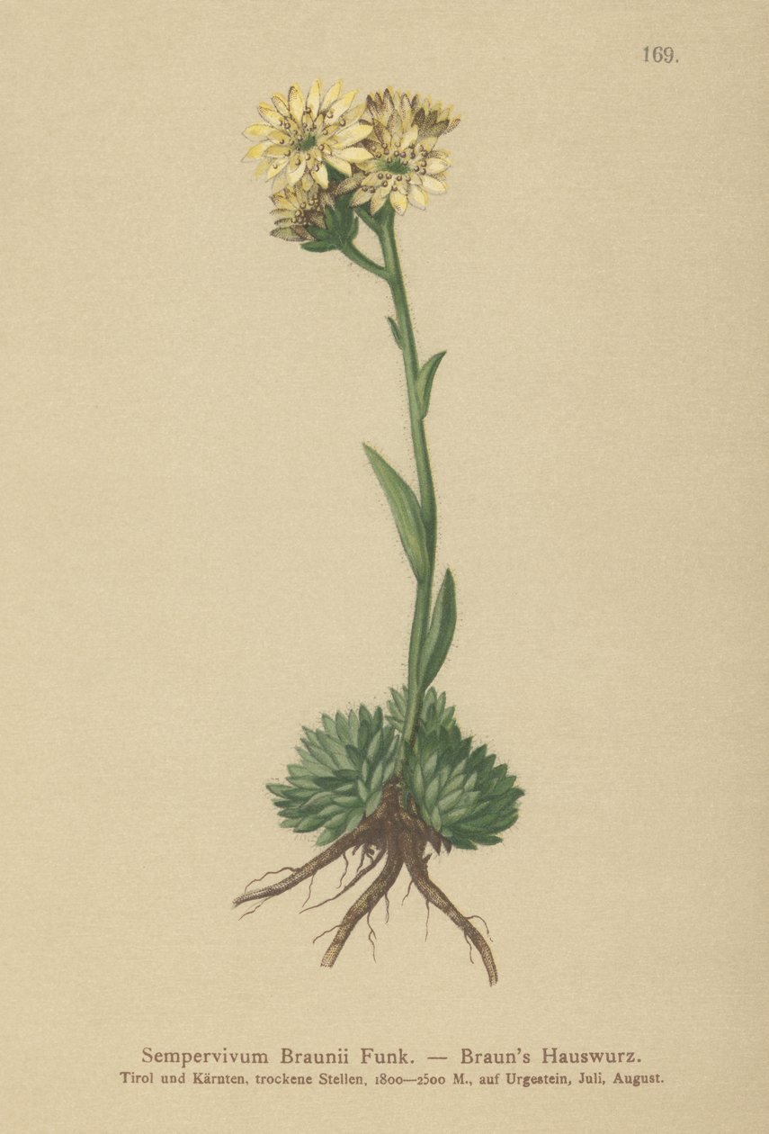 Brauns höna och kycklingar (Sempervivum Braunii) av German School