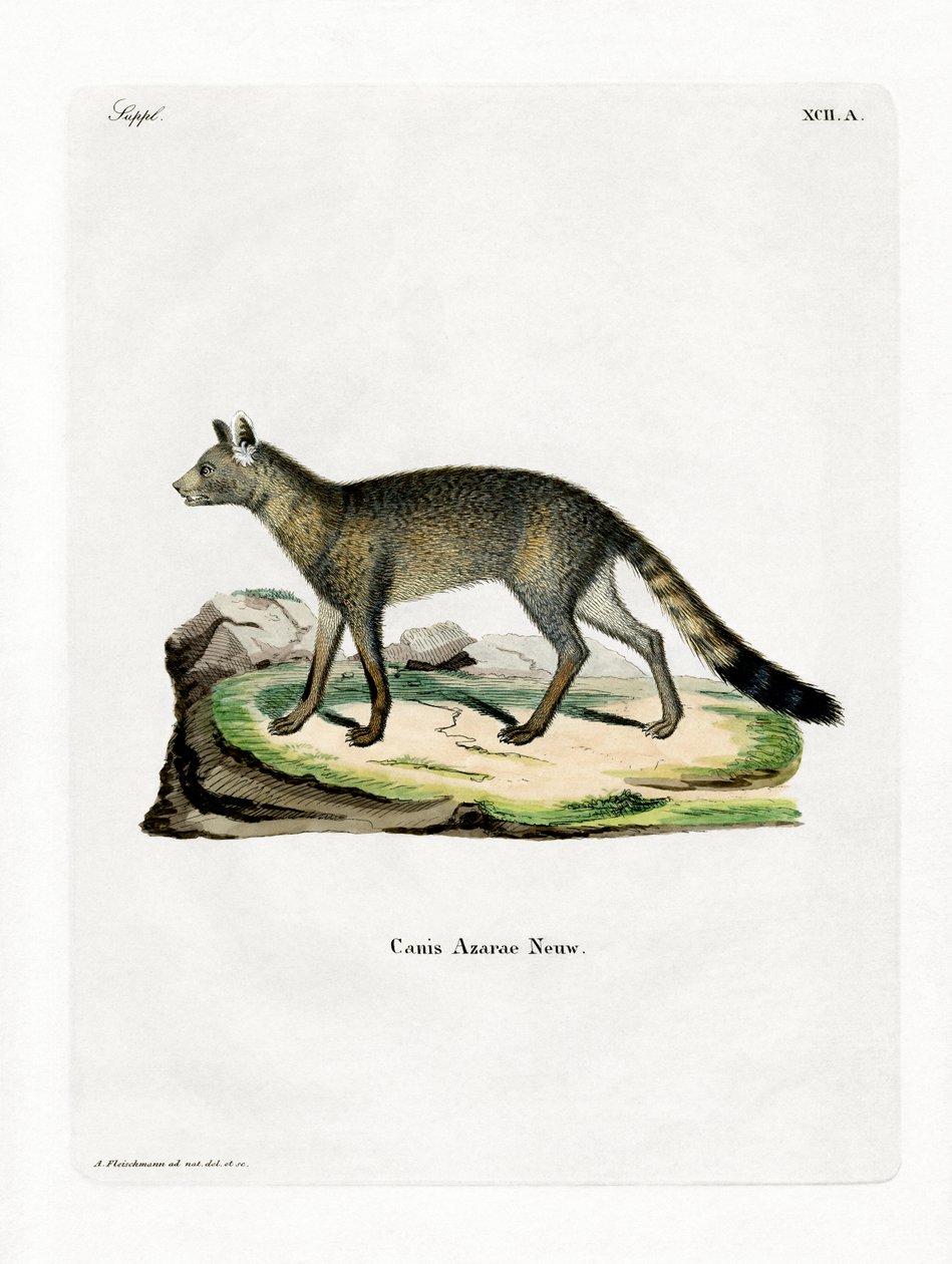 Brazilian Fox (färgad gravyr) av German School