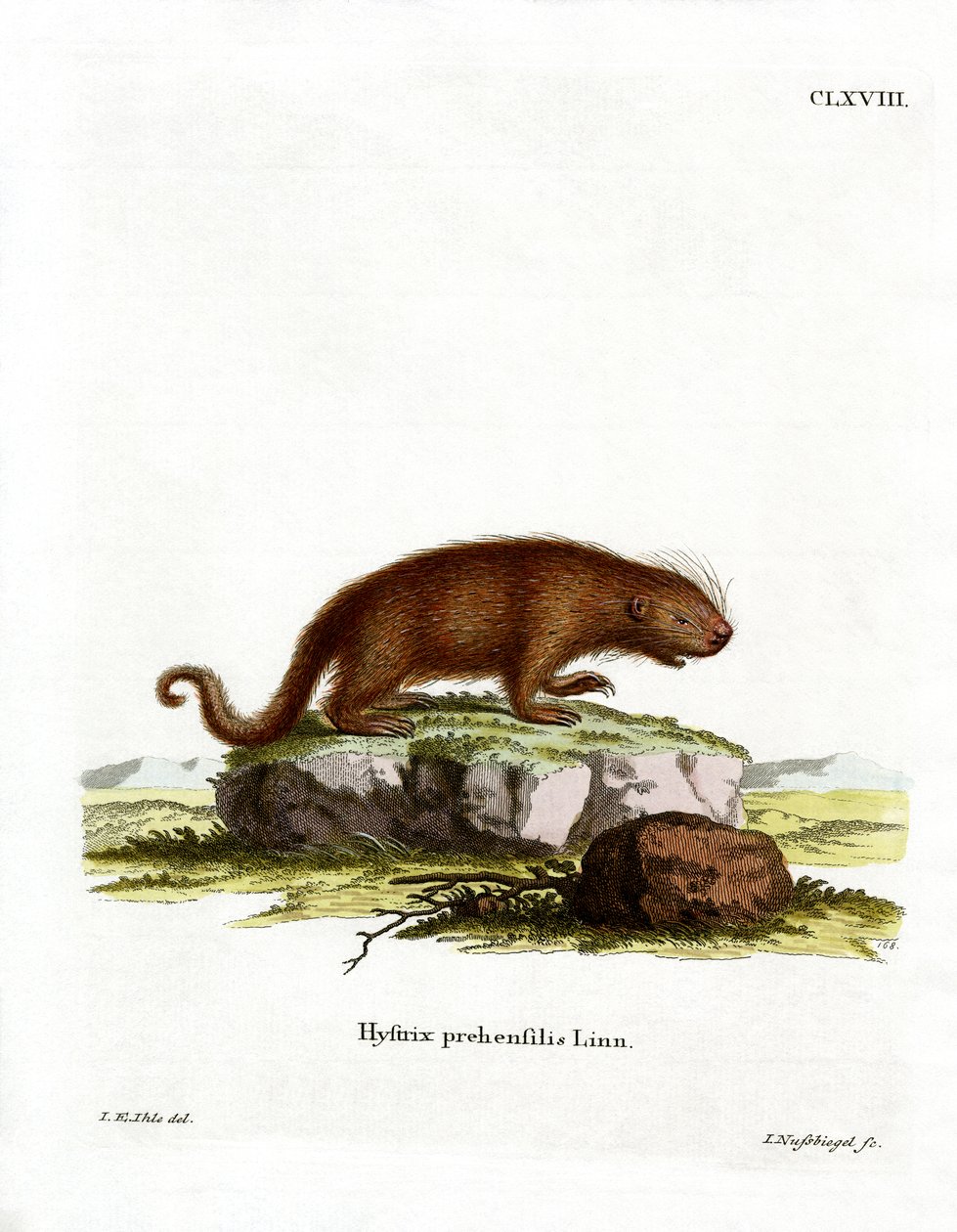 Brasiliansk porcupine (färgad gravyr) av German School
