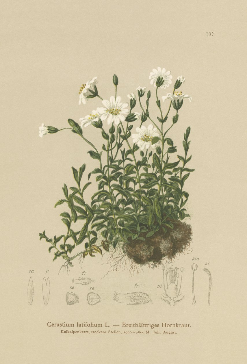 Bredbladigt musöra (Cerastium latifolium) av German School