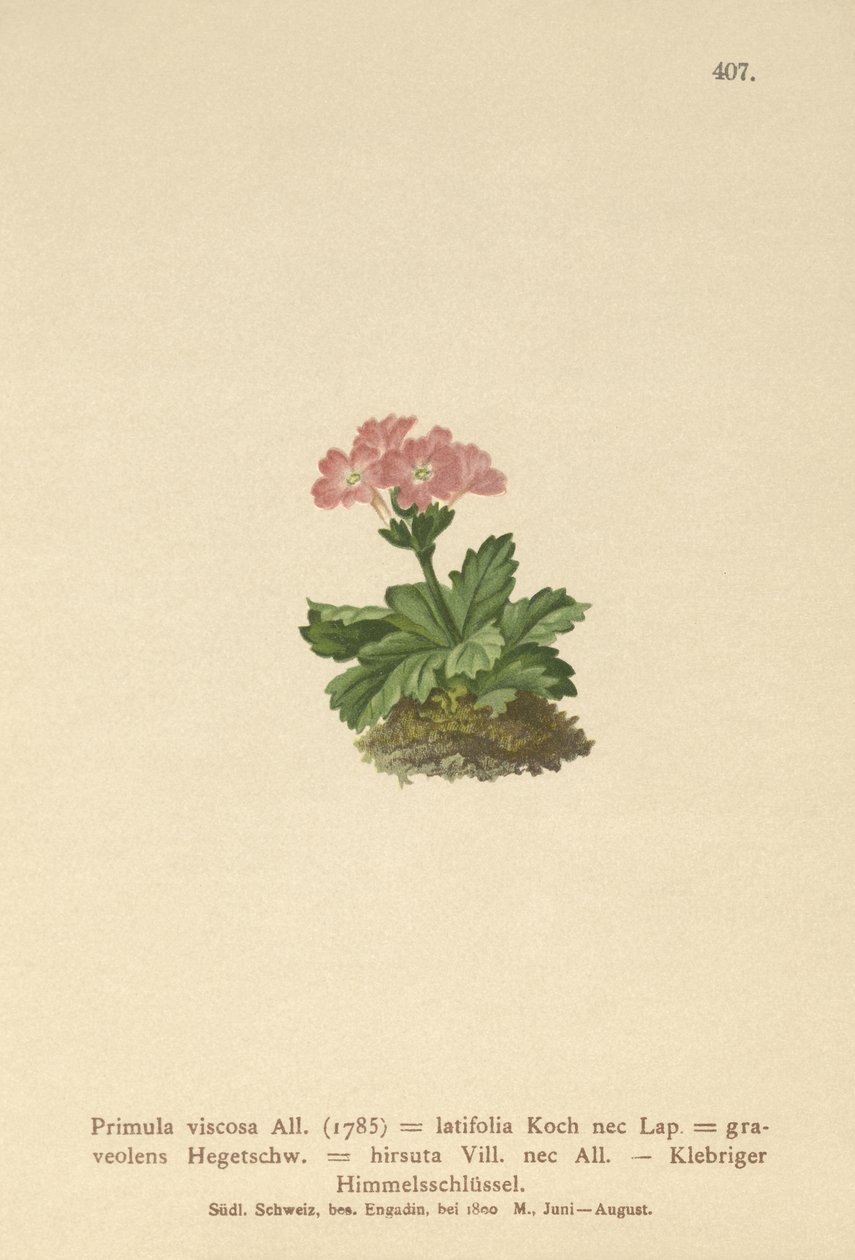 Broadleaf Primrose (Primula viscosa, Primula latifolia, Primula hirsuta) av German School