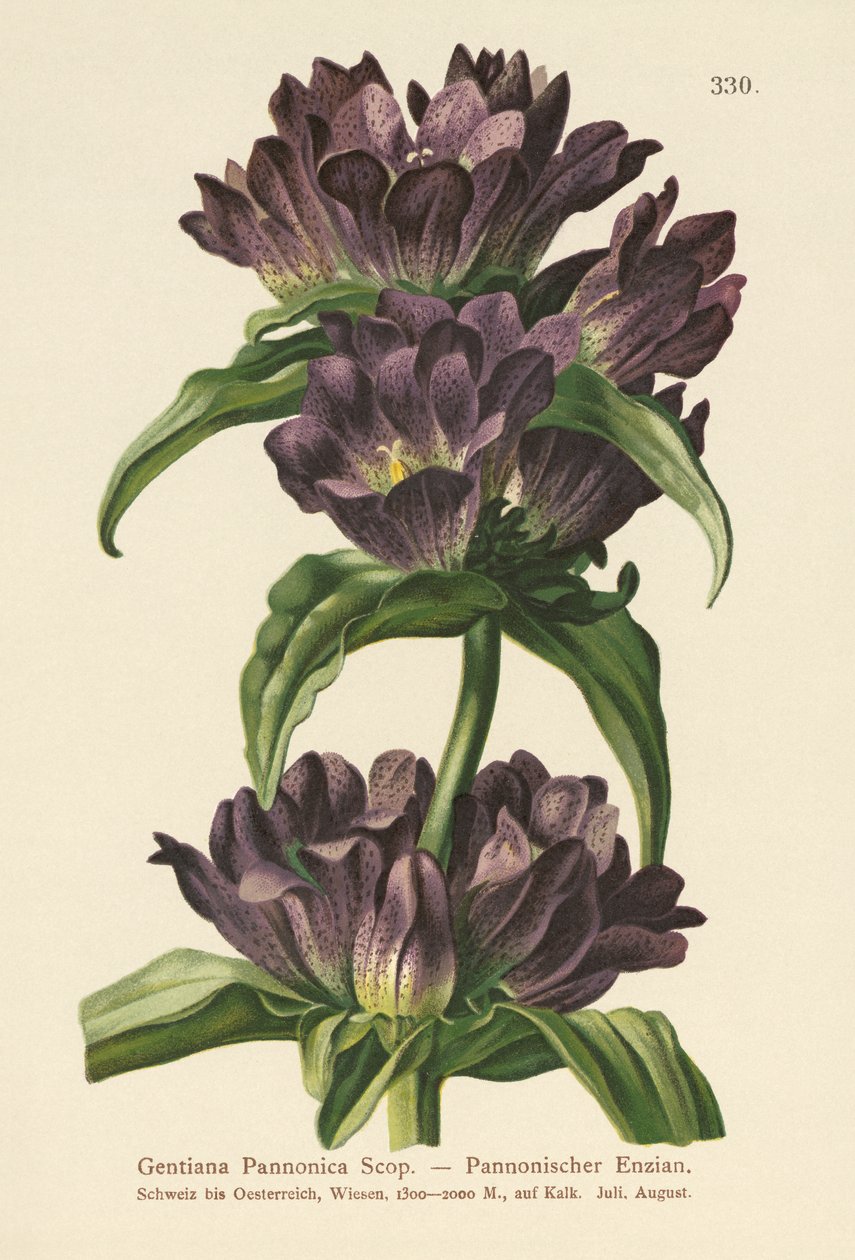 Brun gentiana (Gentiana Pannonica) av German School