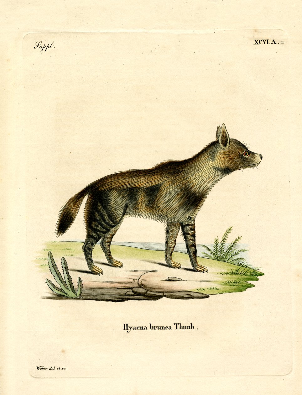 Brun hyena (färgad gravyr) av German School
