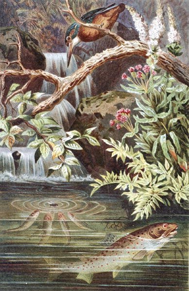 Öring, tallrik från "Brehms Tierleben: Allgemeine Kunde des Tierreichs", vol.8, s.338, utgiven av Bibliographisches Institut av German School