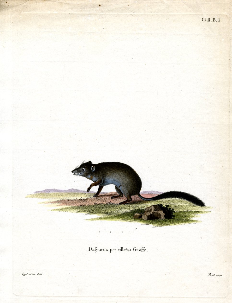 Brush-tailed Phascogale (färgad gravyr) av German School