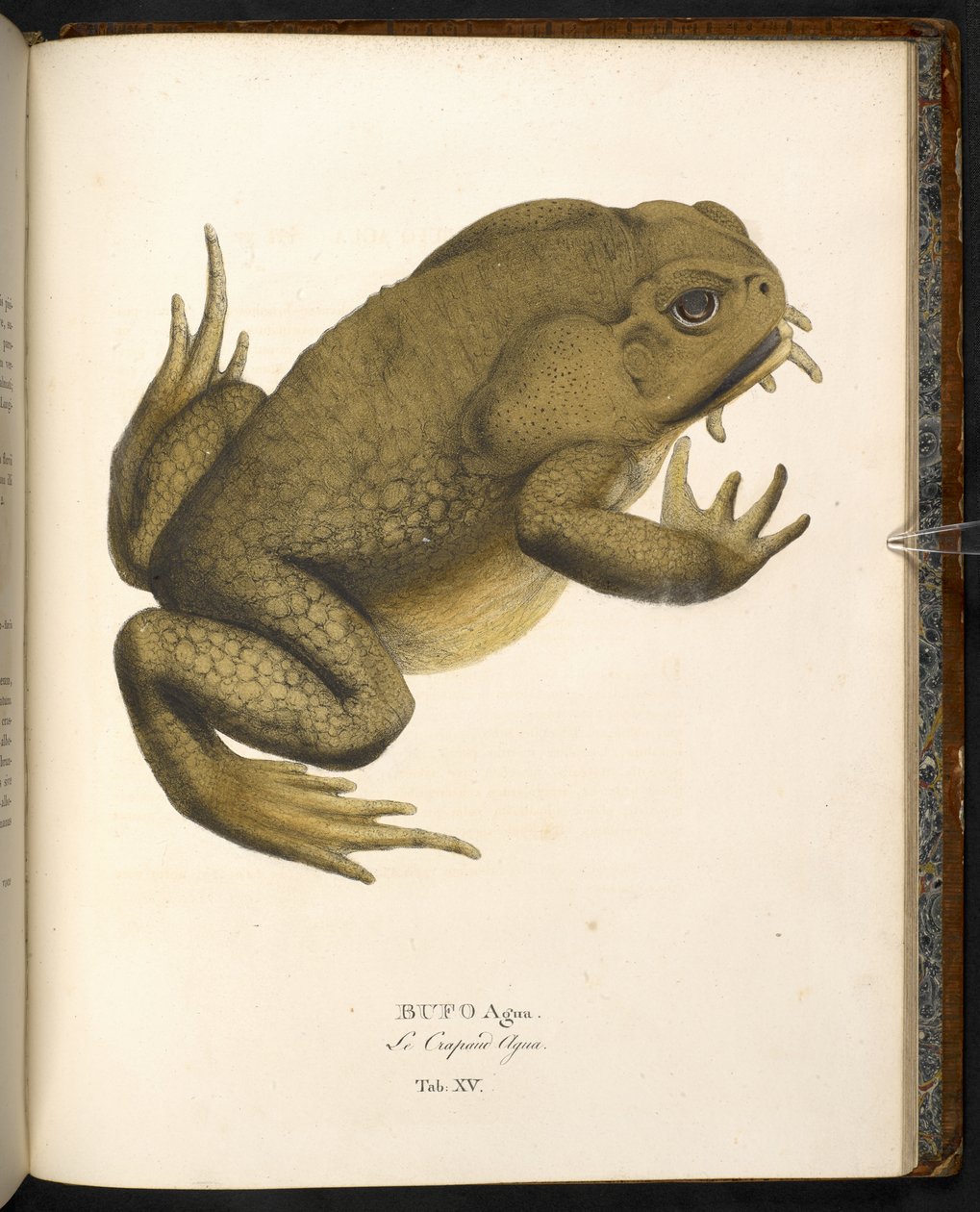 Bufo auga, käpppaddan eller jättemarinpaddan, från 