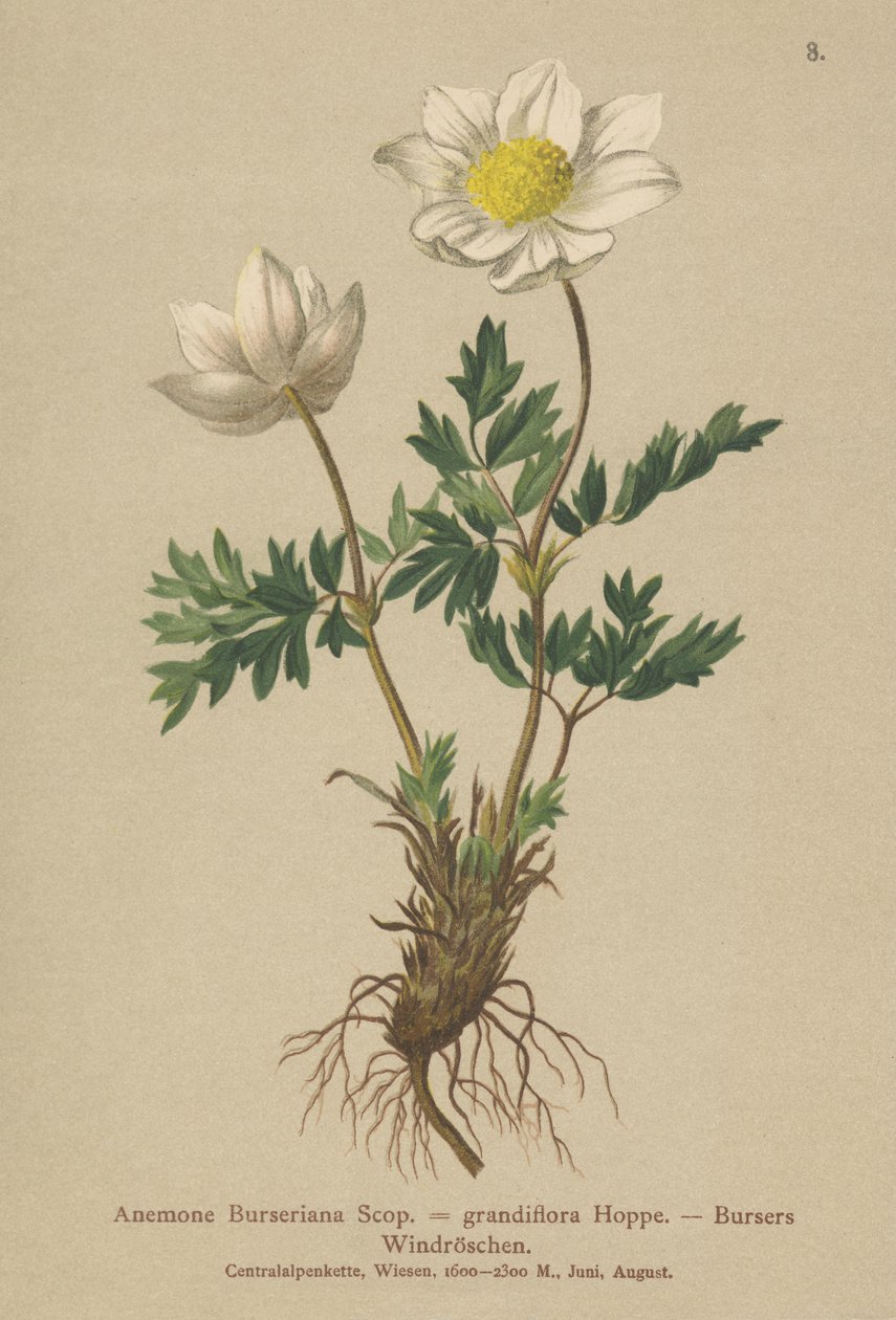 Bursers Anemone (Anemone Burseriana, Anemone grandiflora) av German School