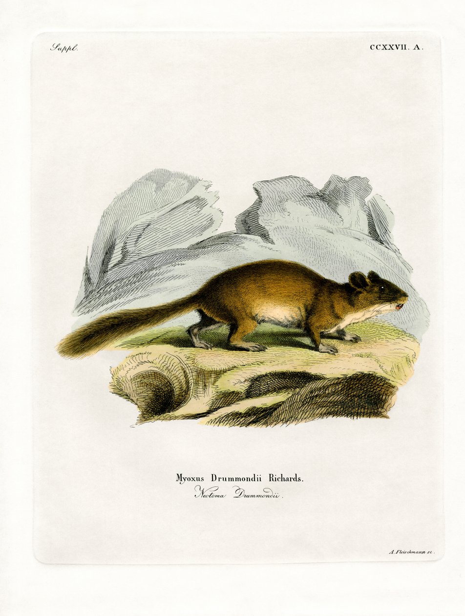 Bushy-tailed Woodrat (färgad gravyr) av German School
