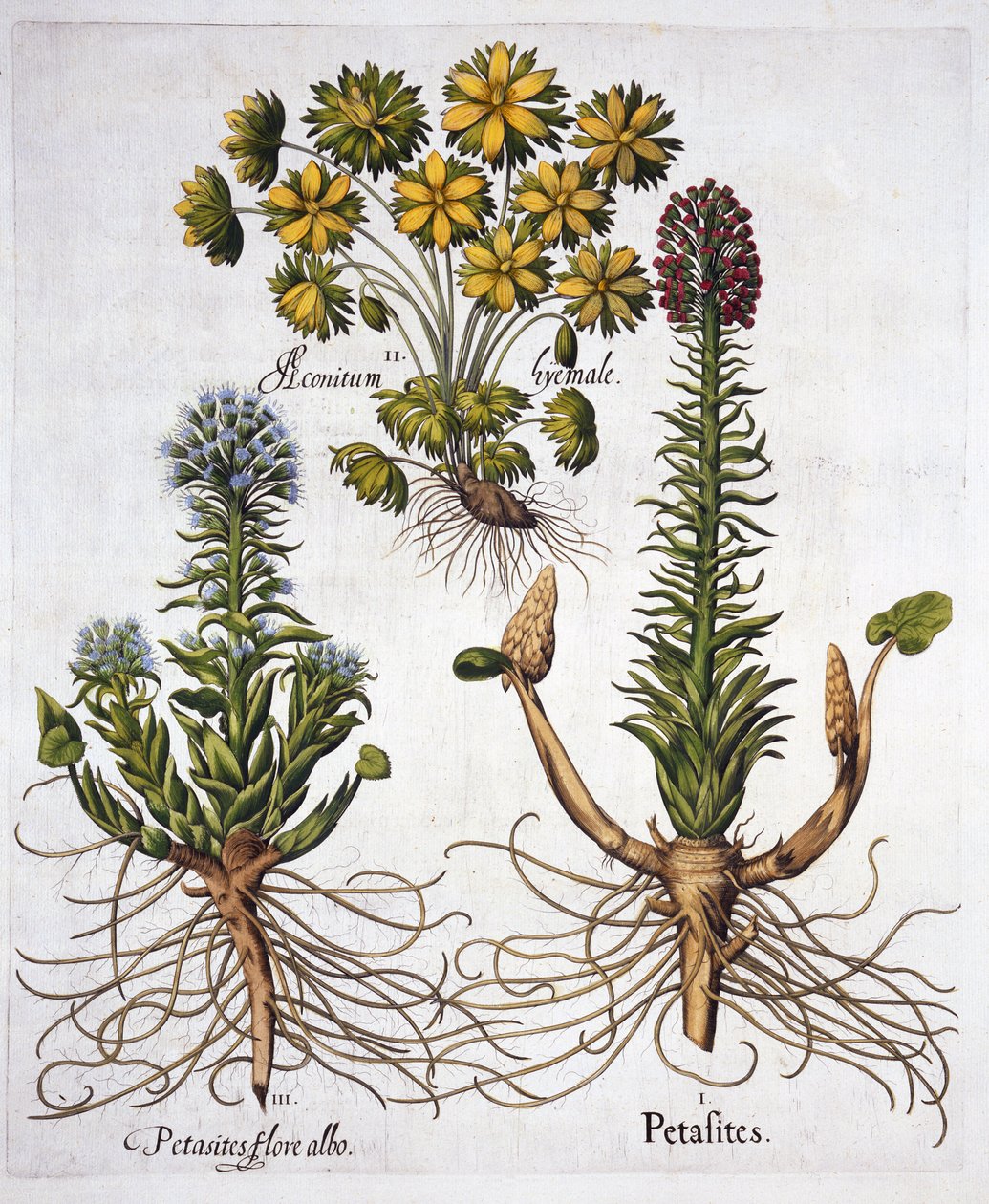 Butterburs and Winter Aconite, från Hortus Eystettensis, av Basil Besler (1561-1629), pub. 1613 (handfärgad gravyr) av German School