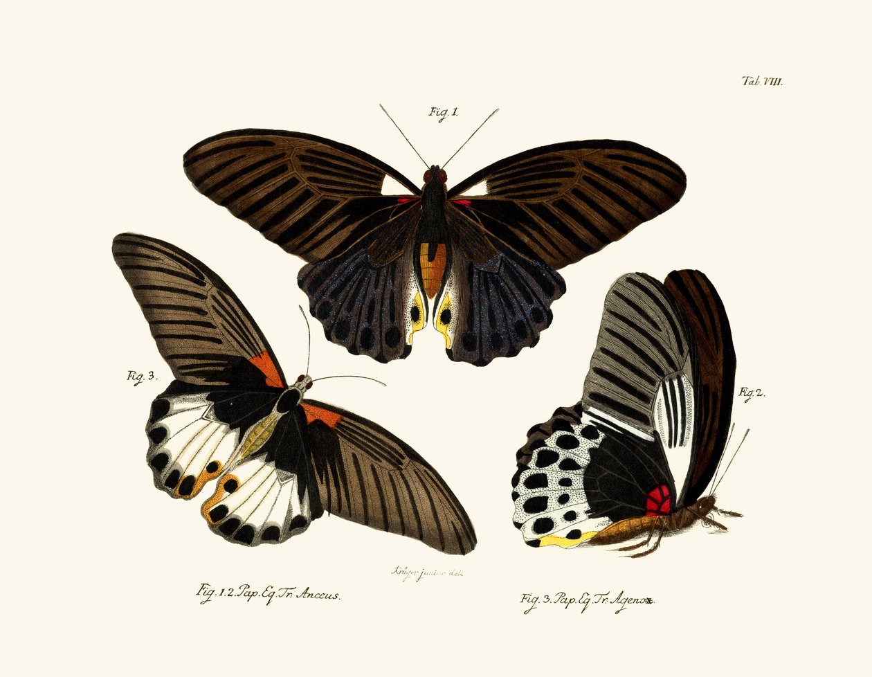 Fjärilar, 1783-1806 av German School