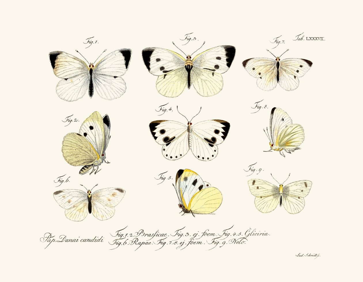Fjärilar, 1783-1806 av German School