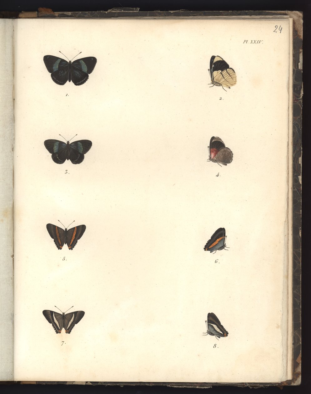Butterflies, Pl. XXIV, illustration från Compendium of observation of zoology and comparative anatomy, gjord i Atlanten, i det inre av den nya kontinenten och i Sydhavet under en av German School