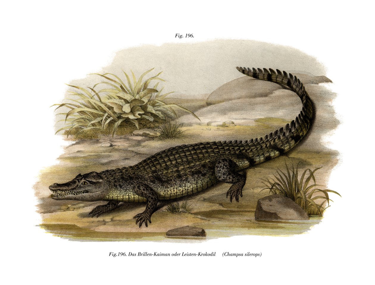 Caiman (färg litho) av German School