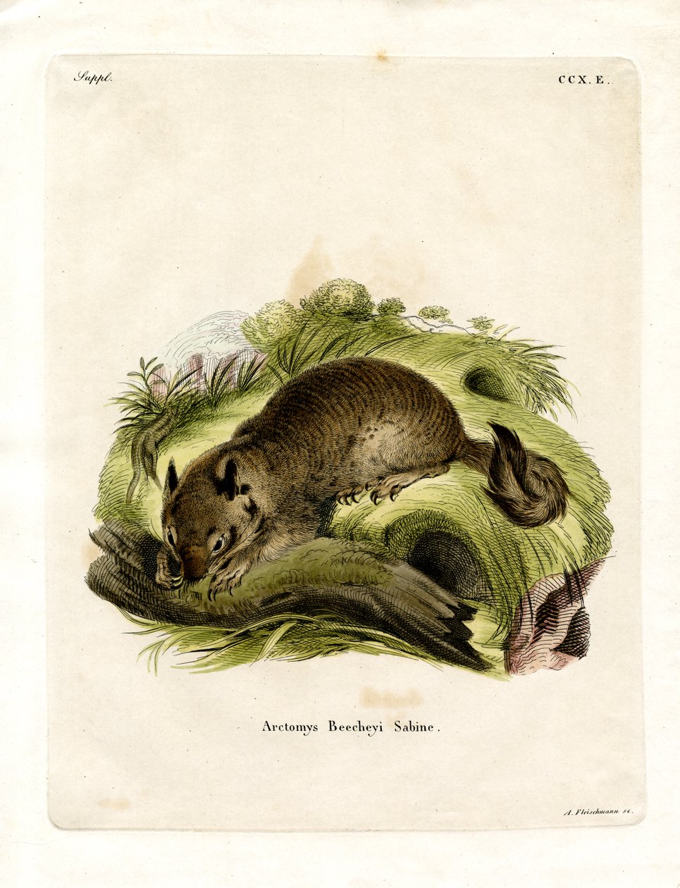 California Ground Squirrel (färgad gravyr) av German School
