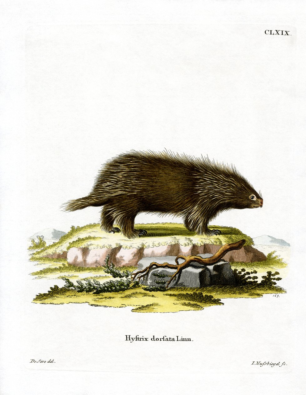 Kanadensisk porcupine (färgad gravyr) av German School