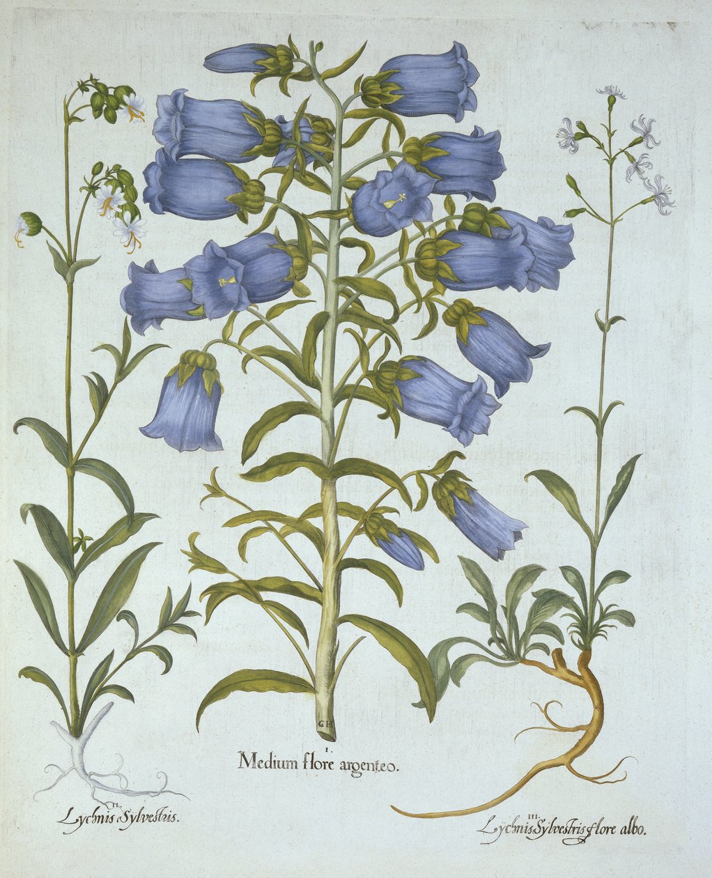 Canterbury Bells, White Bladder Campion, Nottingham Catchfly, från Hortus Eystettensis, av Basil Besler (1561-1629), pub. 1613 (handfärgad gravyr) av German School