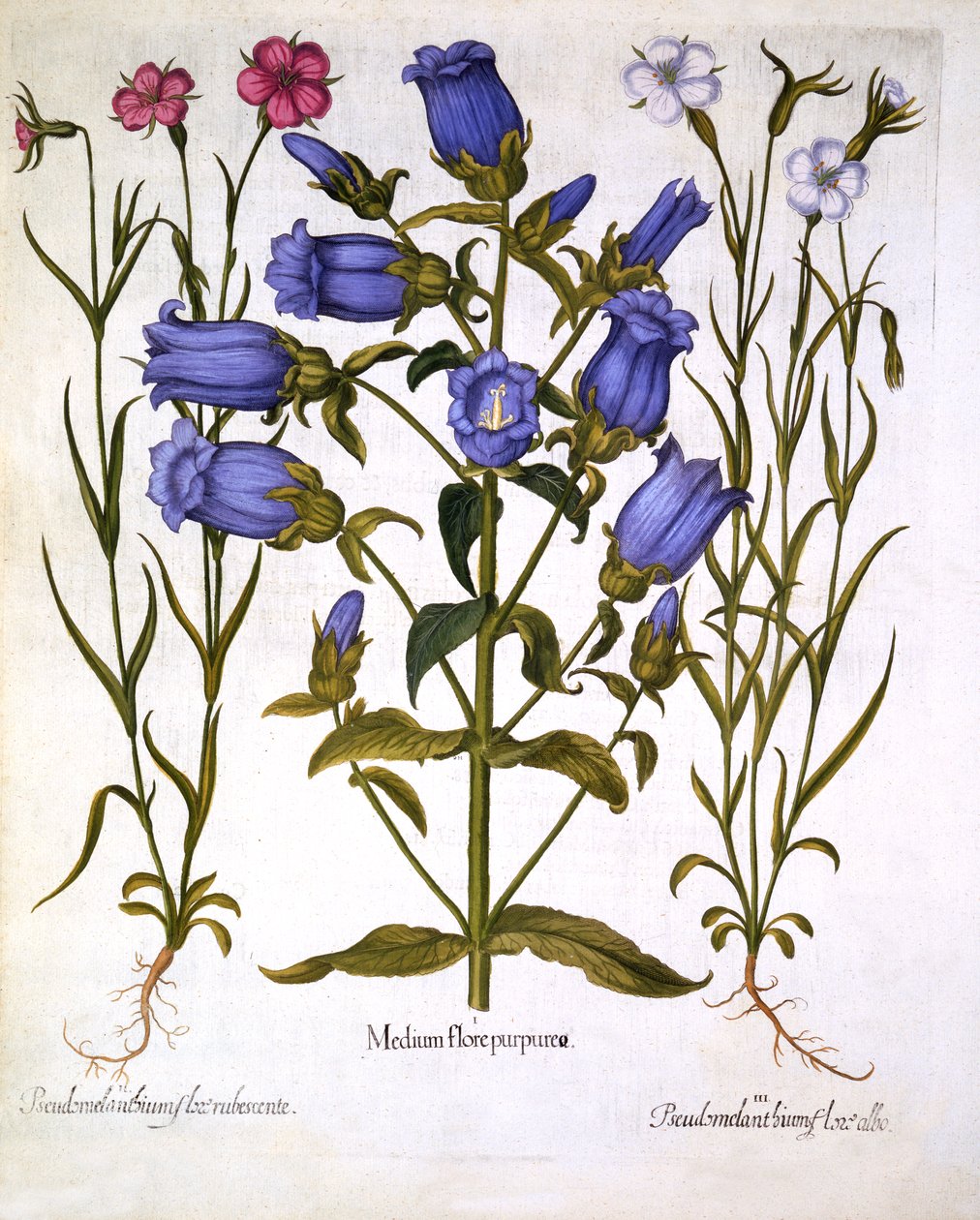 Canterbury Bells, and Corn Cockles, från Hortus Eystettensis, av Basil Besler (1561-1629), pub. 1613 (handfärgad gravyr) av German School