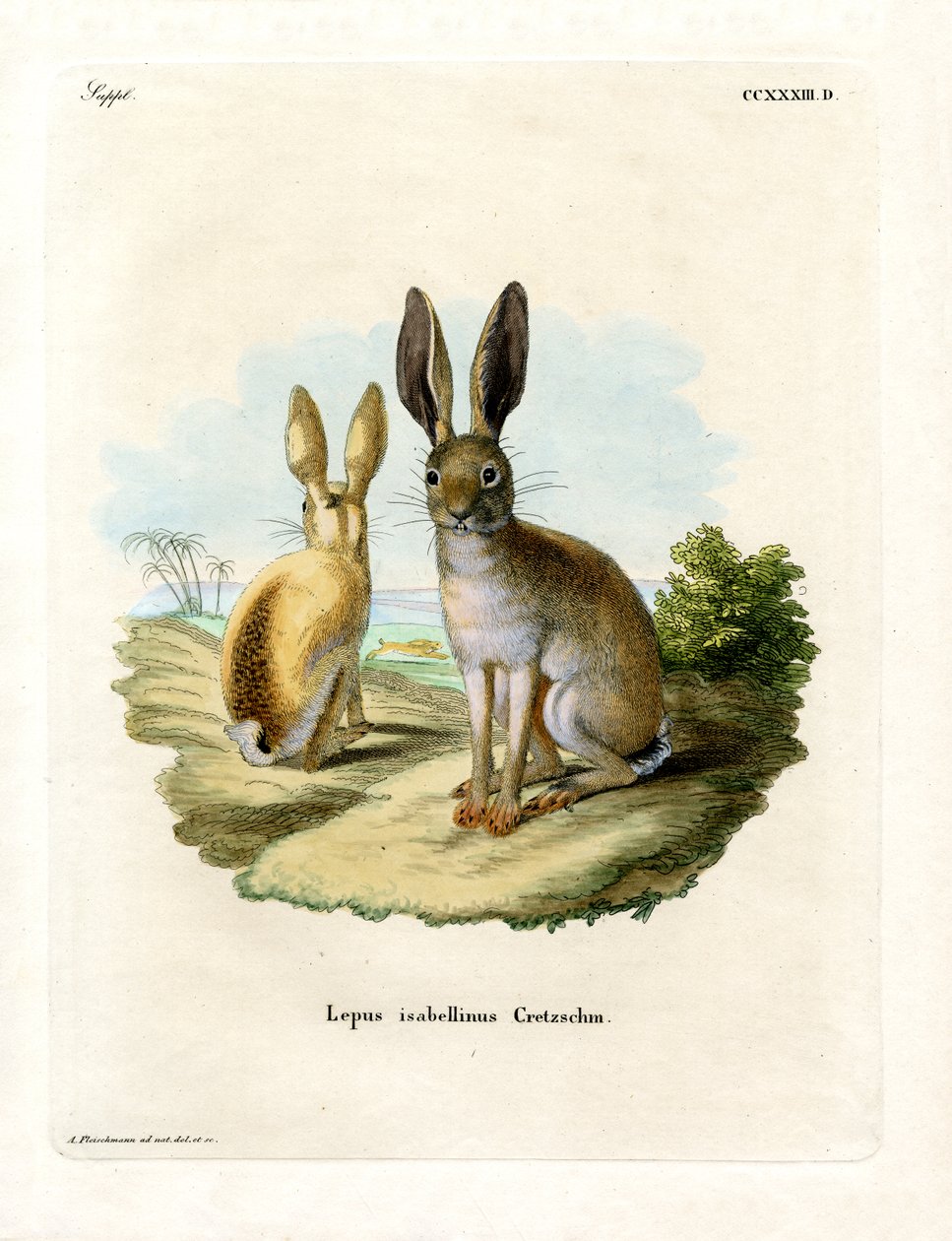 Cape Hare (färgad gravyr) av German School