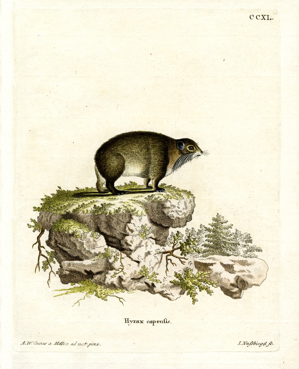 Cape Hyrax (färgad gravyr) av German School