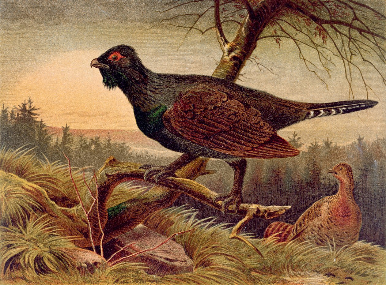 Tjäder, tallrik från Brehms Tierleben: Allgemeine Kunde des Tierreichs, vol.5, s.474, utgiven av Bibliographisches Institut, 1892 av German School