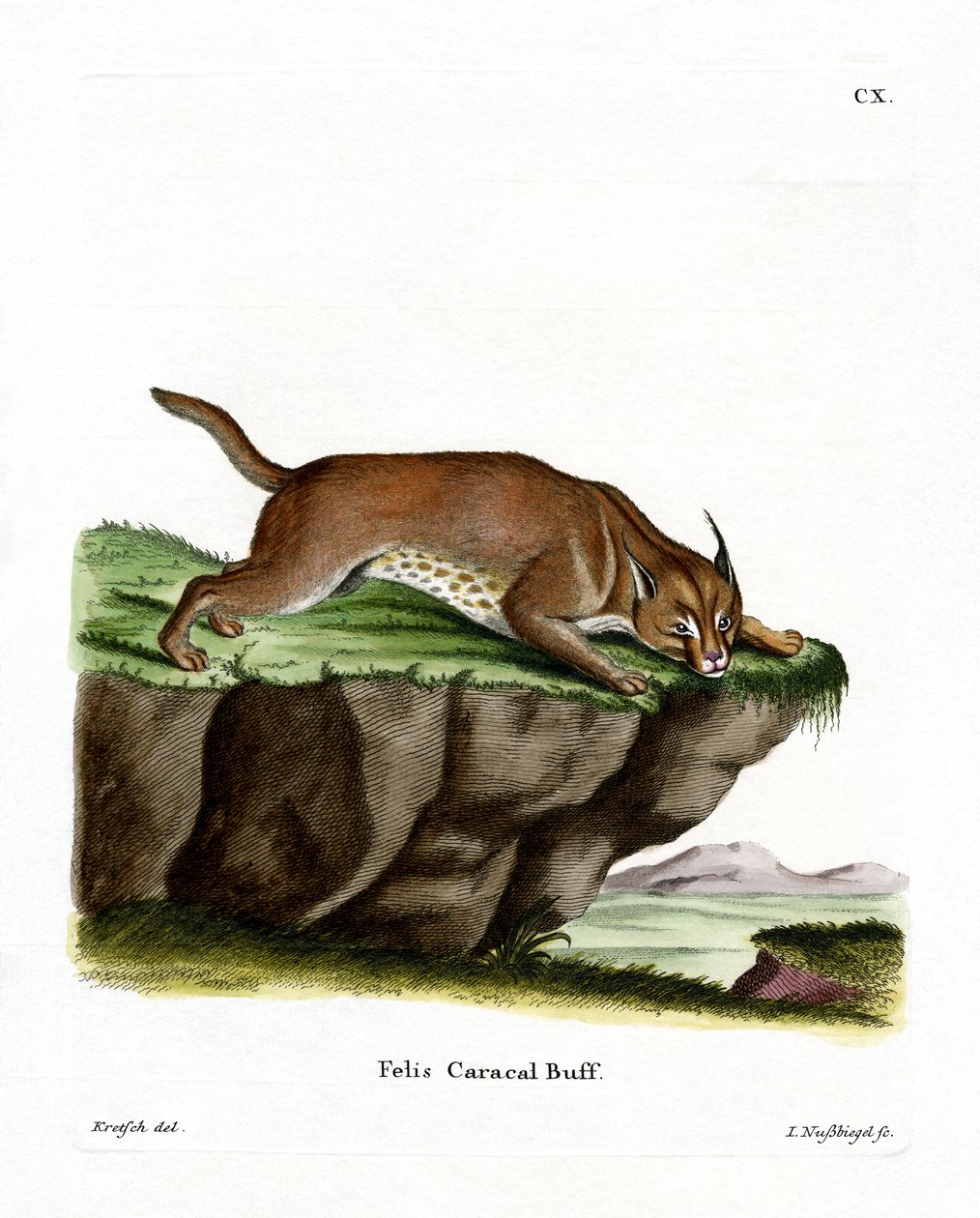 Caracal (färgad gravyr) av German School