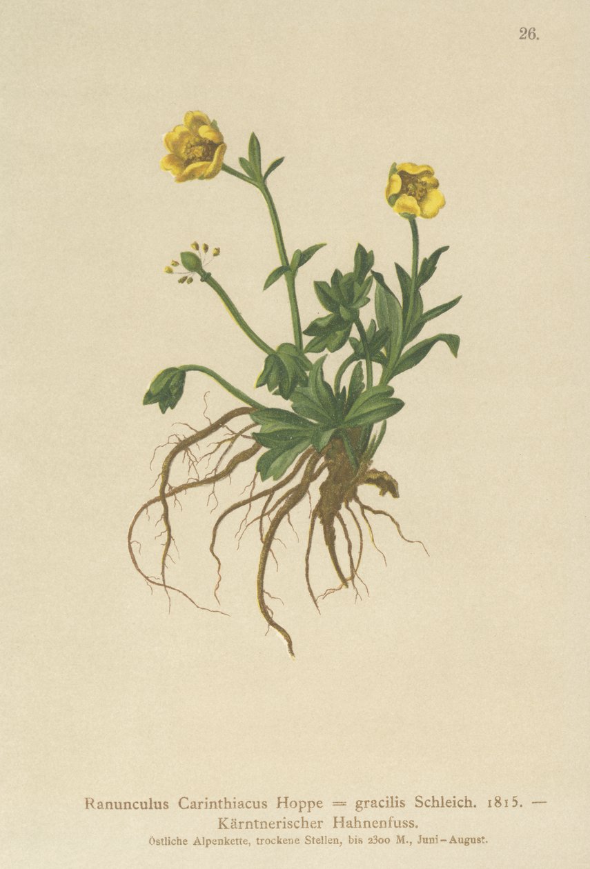 Kärntens smörblomma (Ranunculus Carinthiacus, Ranunculus gracilis) av German School
