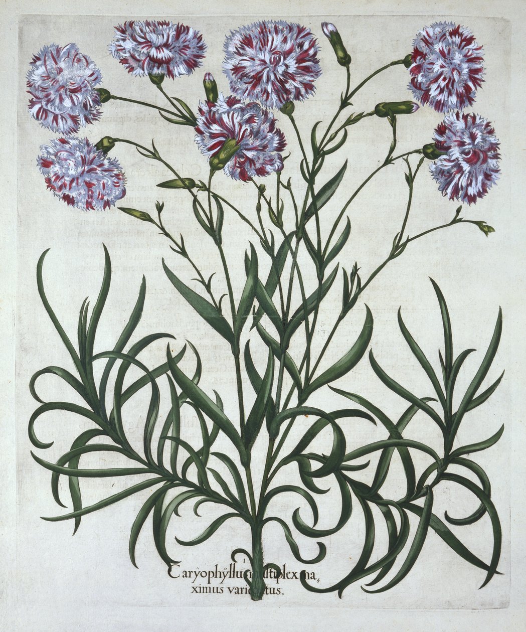 Nejlika, från Hortus Eystettensis, av Basil Besler (1561-1629), pub. 1613 (handfärgad gravyr) av German School