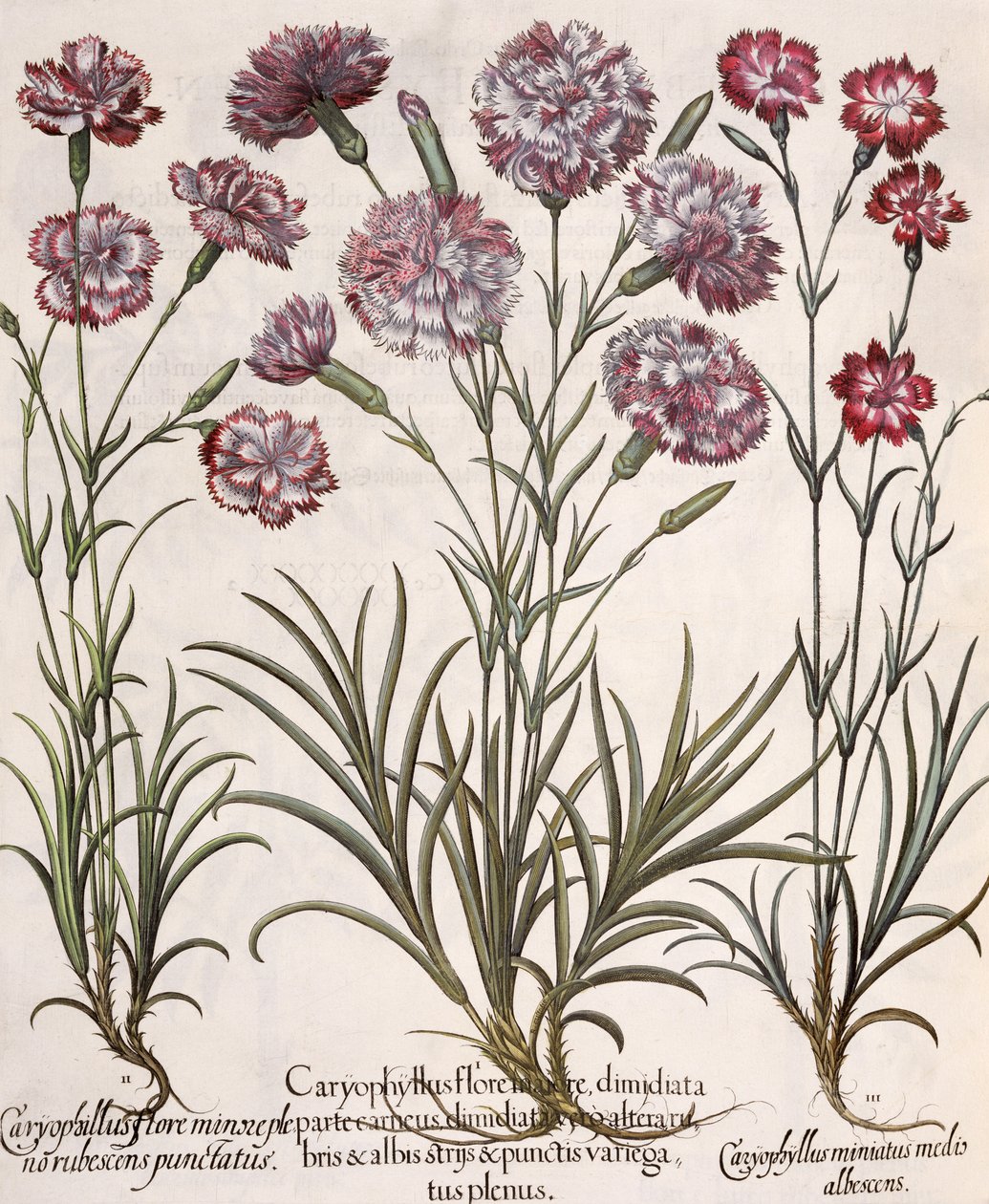 Nejlikor: 1.Caryophyllus major blomma; 2. Caryophyllus mindre än helblommig, rödspetsig; 3.Caryophyllus miniatus medis albescens, från Hortus Eystettensis av Basil Besler (1561-1629), pub. av German School