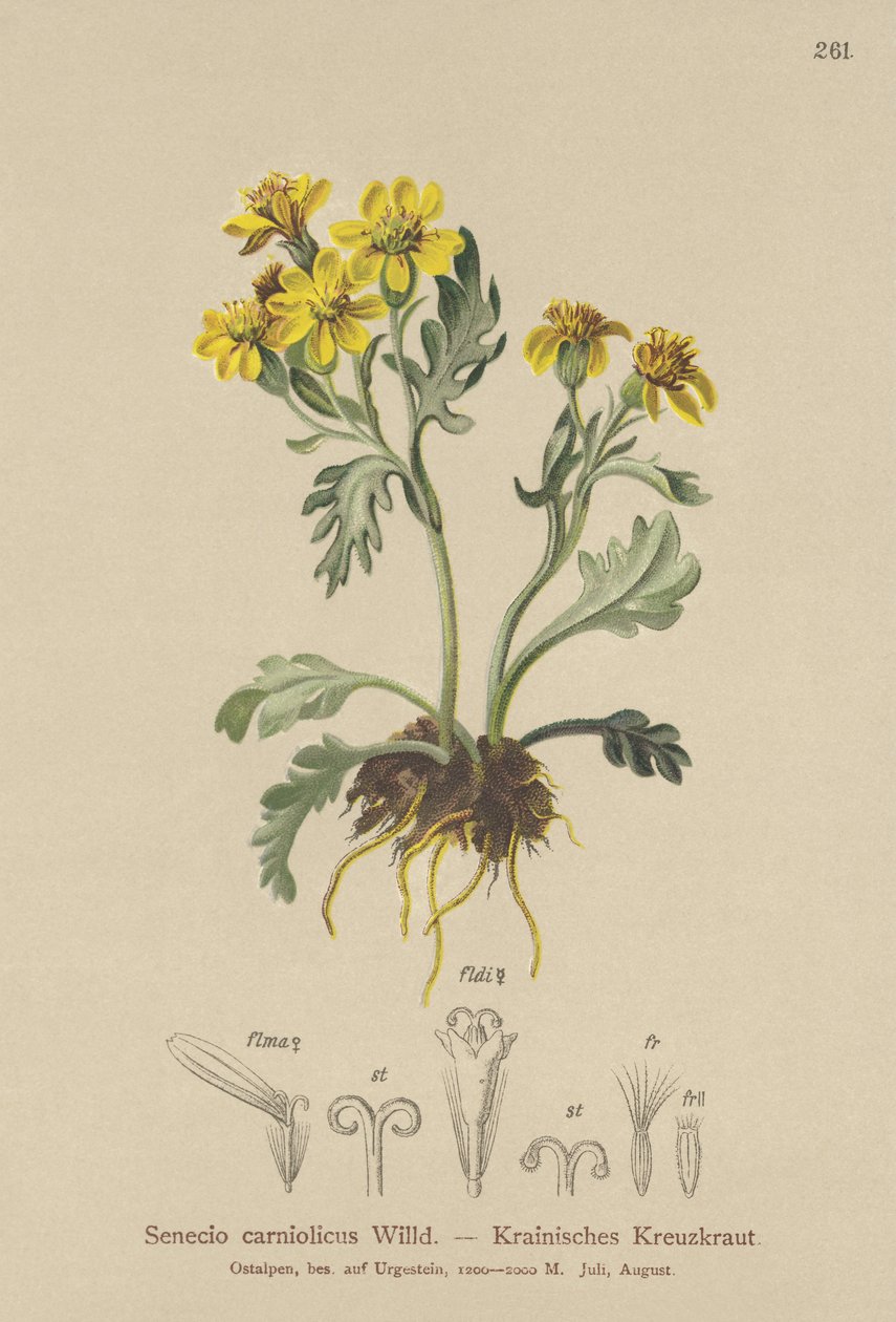 Carniolan raggört (Senecio carniolicus, Senecio incanus subsp. carniolicus) av German School