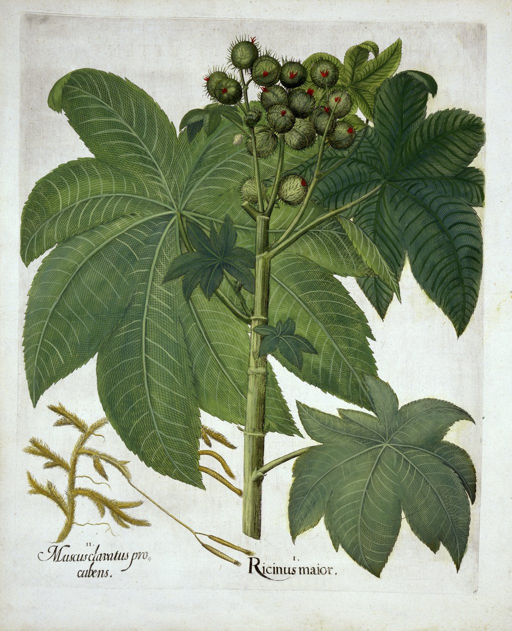 Castor Oil Plant, från Hortus Eystettensis, av Basil Besler (1561-1629) pub. 1613 av German School
