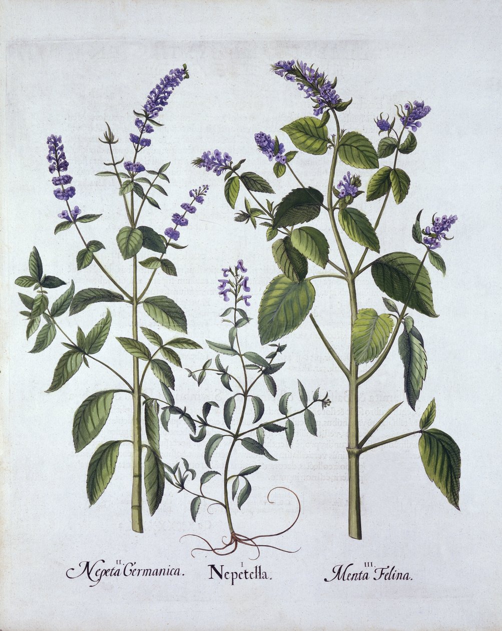 Catmintand Catnip, från Hortus Eystettensis, av Basil Besler (1561-1629), pub. 1613 (handfärgad gravyr) av German School