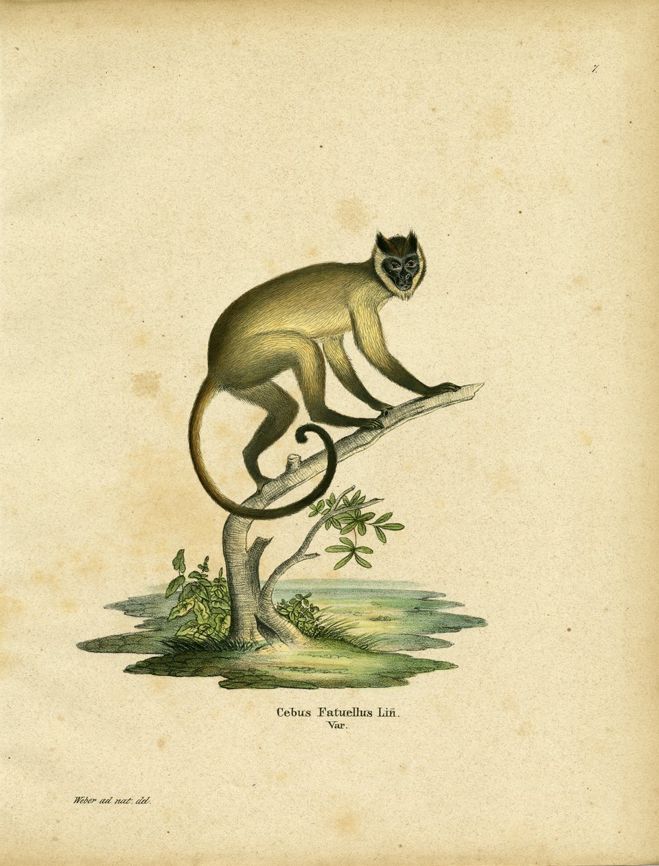 Cebus fatuellus (färgad gravyr) av German School