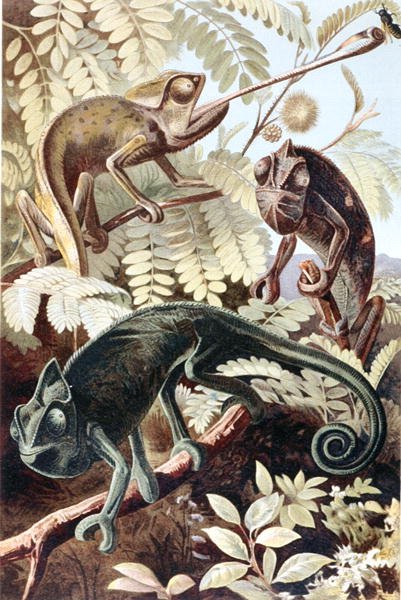 Kameleont, tallrik från "Brehms Tierleben: Allgemeine Kunde des Tierreichs", vol.7, s.171, utgiven av Bibliographisches Institut av German School