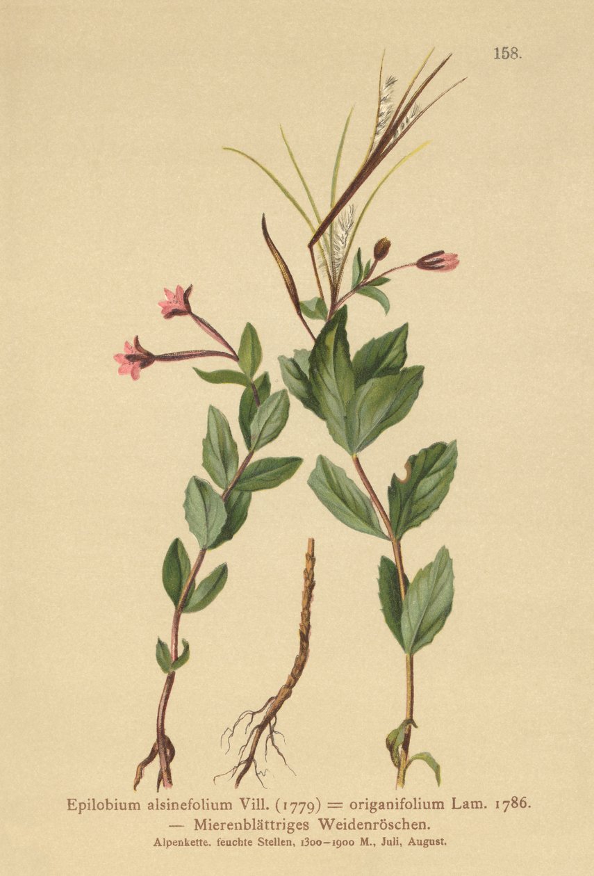 Fågelört (Epilobium alsinefolium, Epilobium origanifolium) av German School