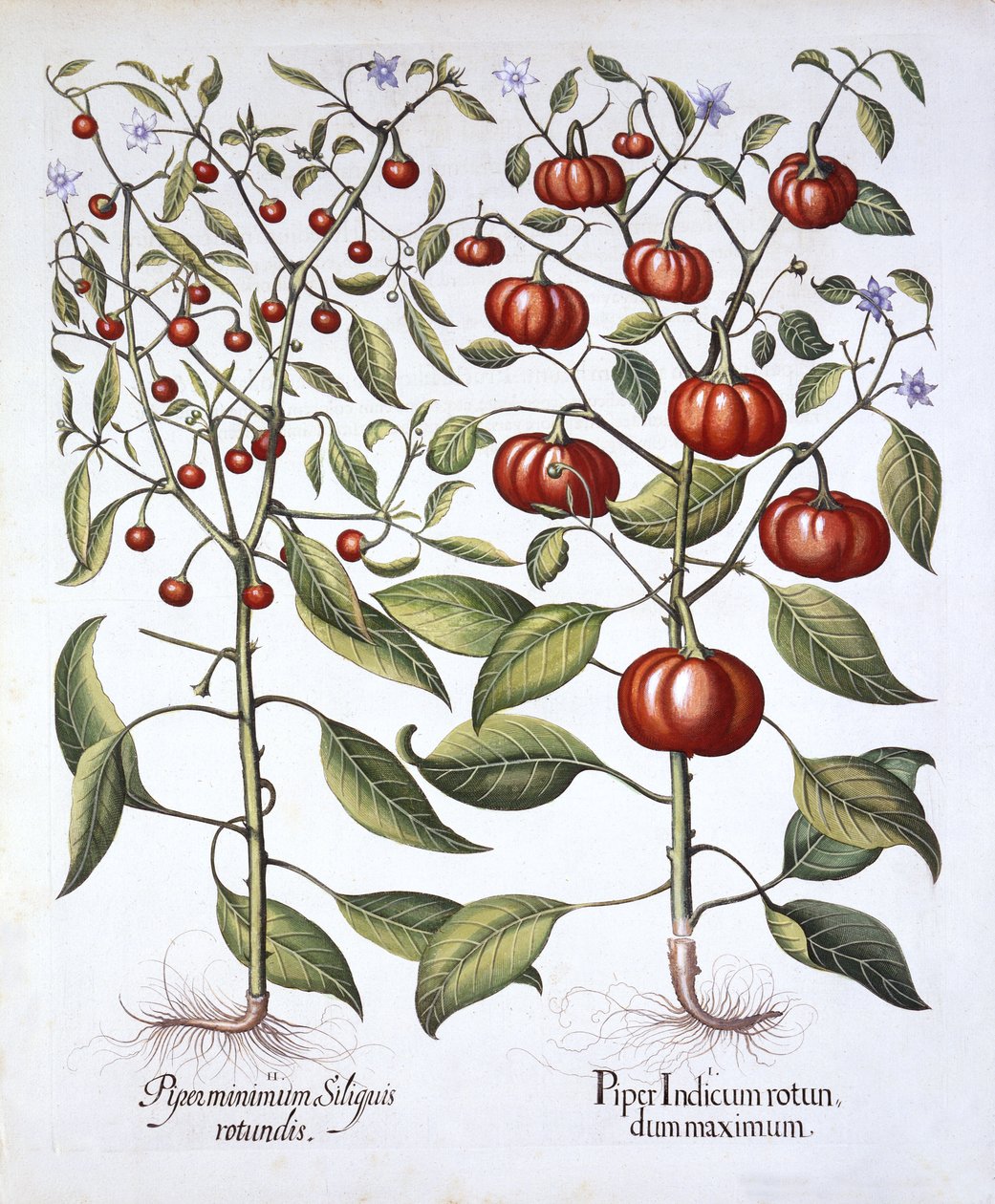 Chili Pepper [Nightshade Family], från Hortus Eystettensis, av Basil Besler (1561-1629), pub. 1613 (handfärgad gravyr) av German School