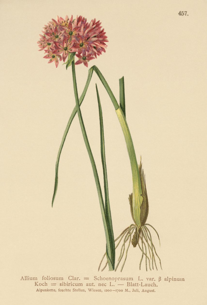 Gräslök (Allium foliosum, Allium Schoenoprasum var. alpinum, Allium sibiricum) av German School