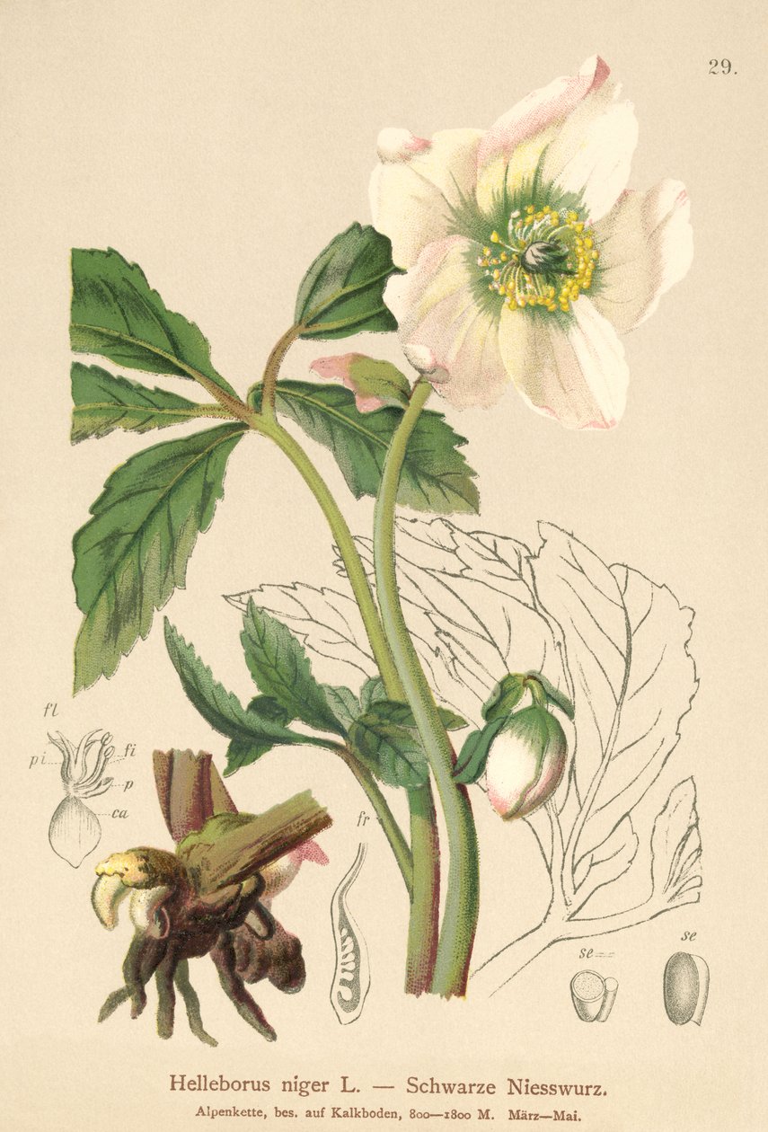 Julros (Helleborus niger) av German School