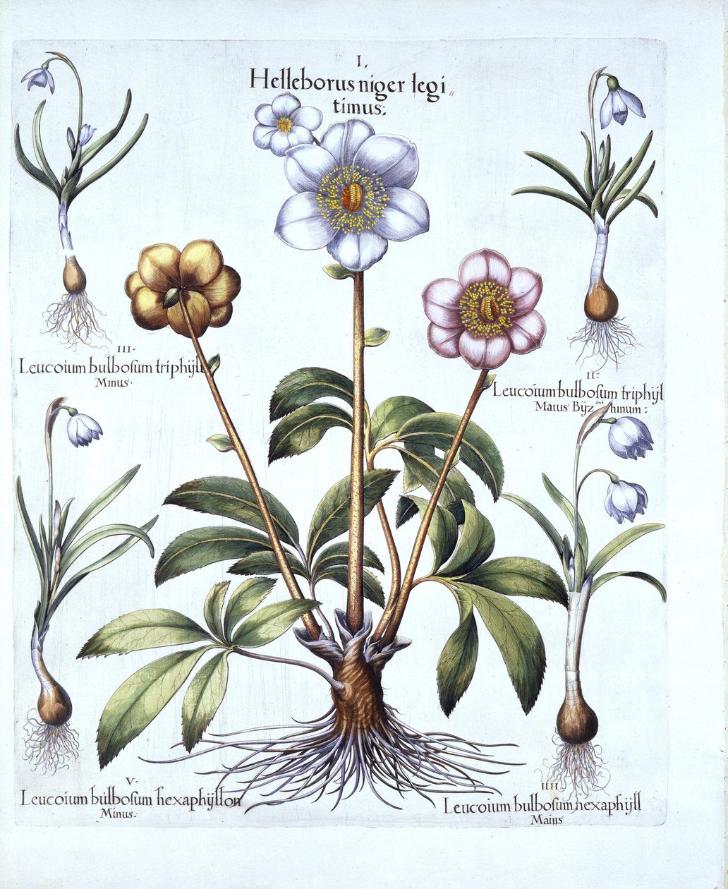 Christmas Rose and Snowdrop Variations, från Hortus Eystettensis, av Basil Besler (1561-1629), pub. 1613 (handfärgad gravyr) av German School