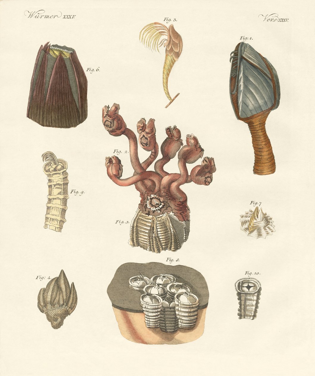 Cirrhipodas, Borstmaskar eller Brachiopoder (färgad gravyr) av German School