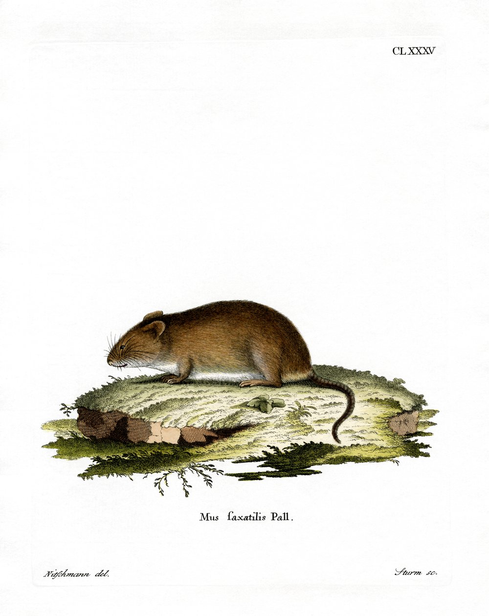 Cliff Mouse (färgad gravyr) av German School