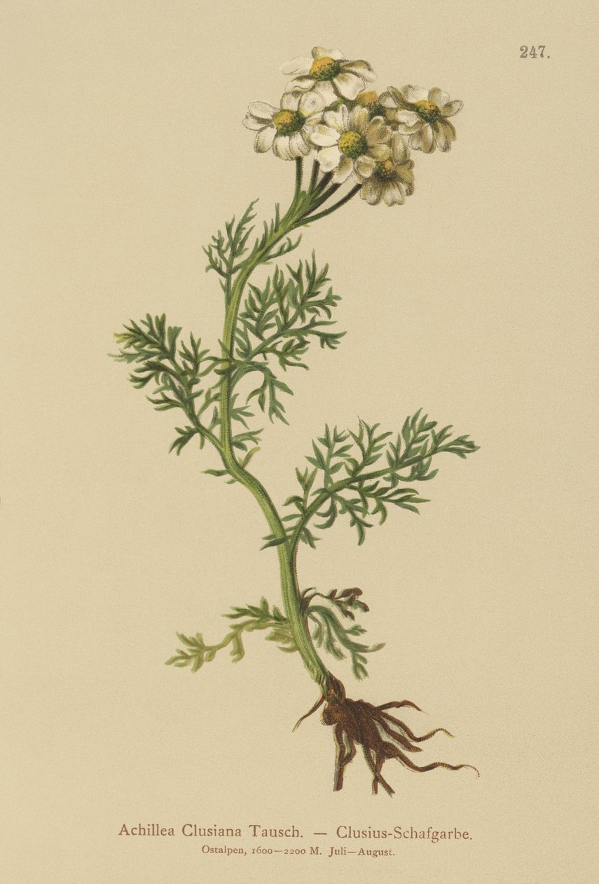 Clusius Yarrow (Achillea Clusiana, Achillea atrata ssp. clusiana) av German School