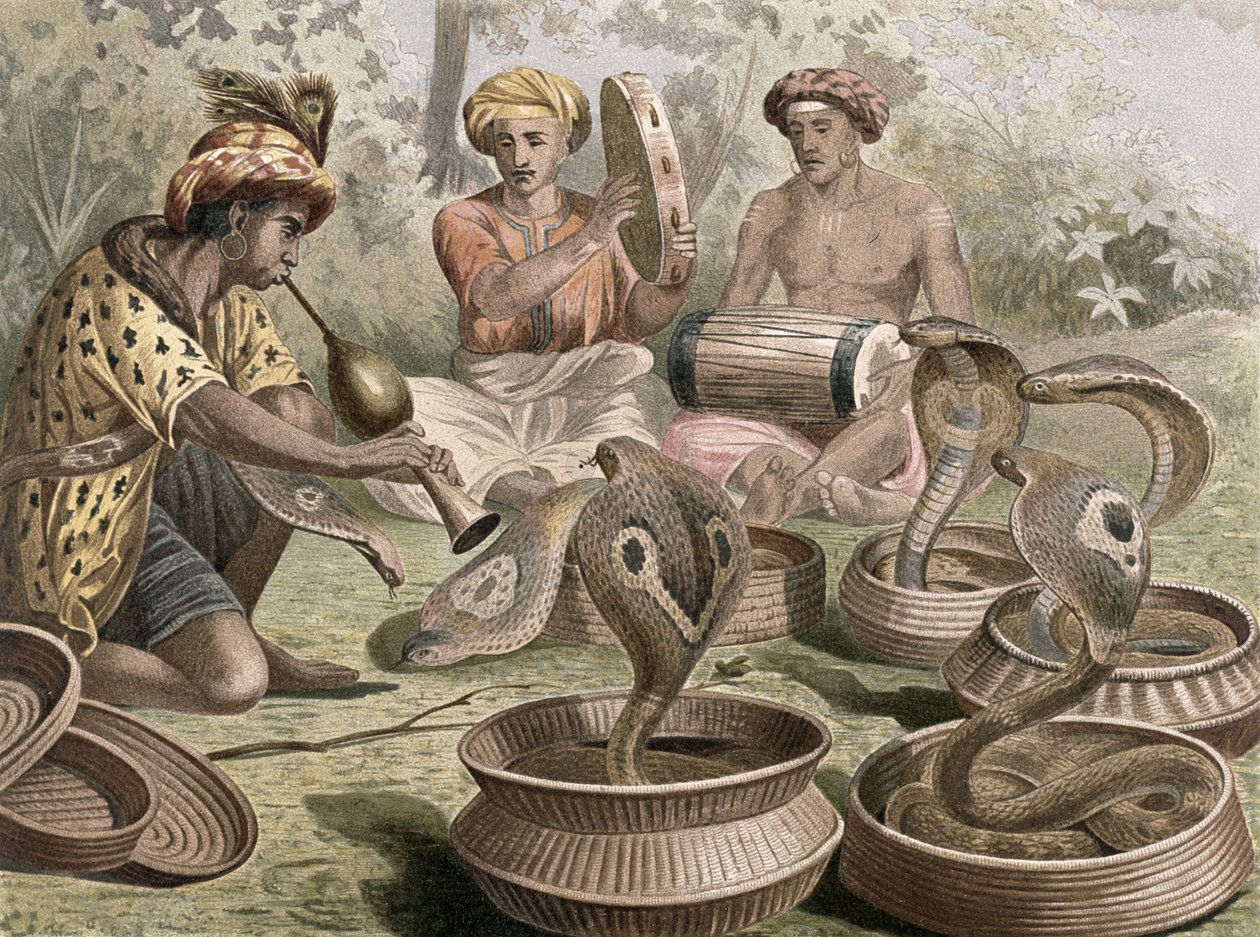 Cobra, tallrik från Brehms Animal Life: General Knowledge of the Animal Kingdom, vol.7, s.355, utgiven av Bibliographic Institute, 1892 av German School