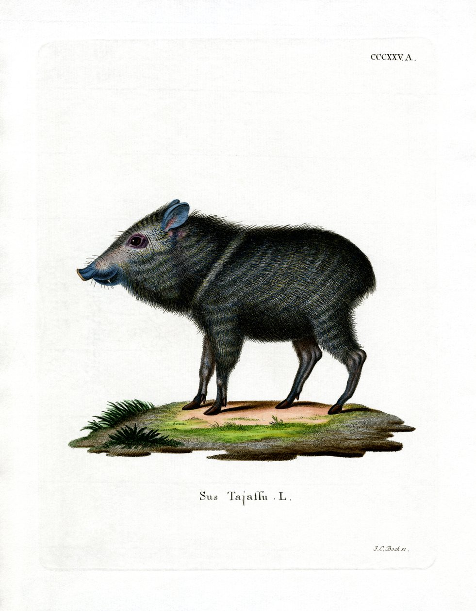 Collared Peccary (färgad gravyr) av German School