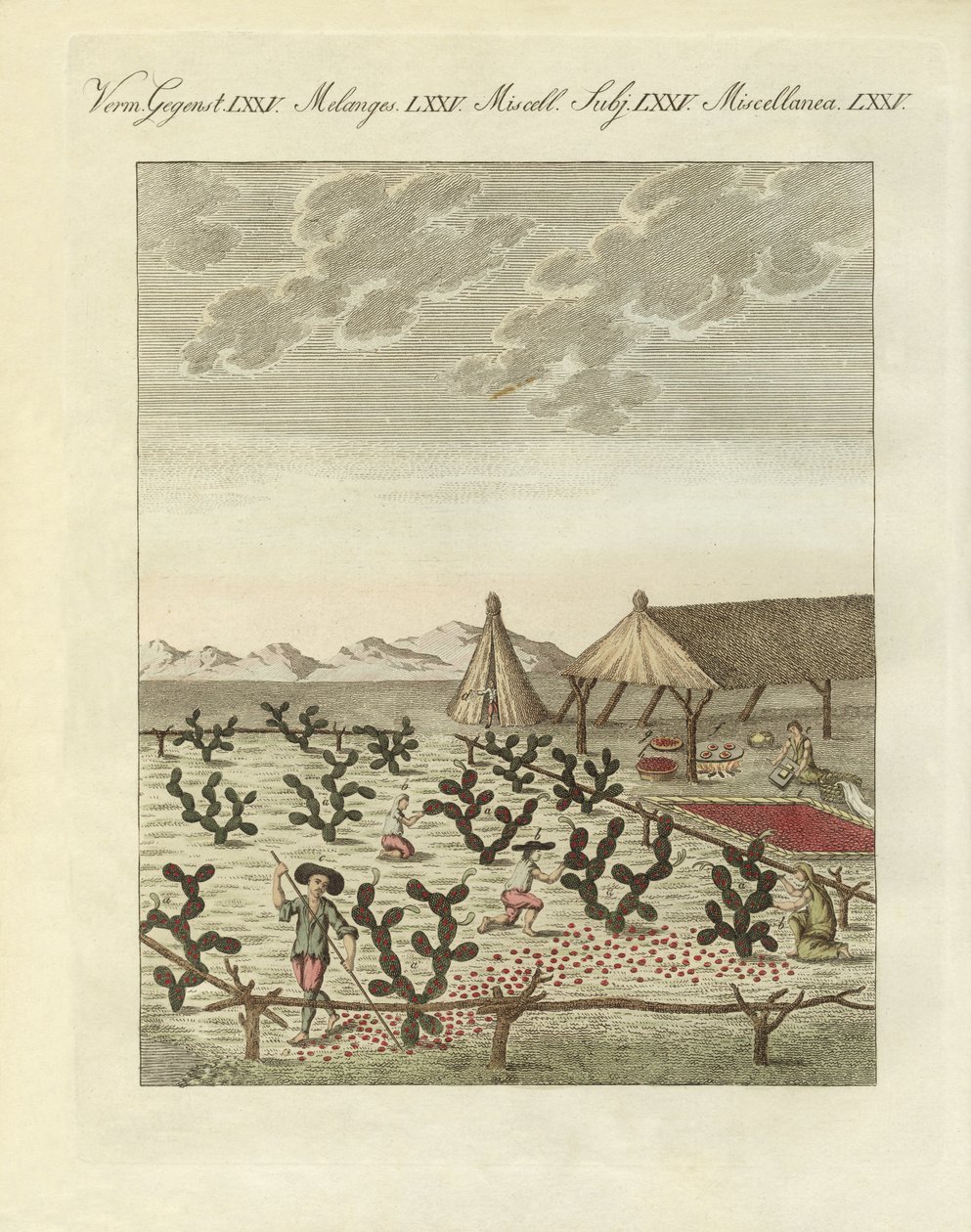 Samla cochenilles (färgad gravyr) av German School