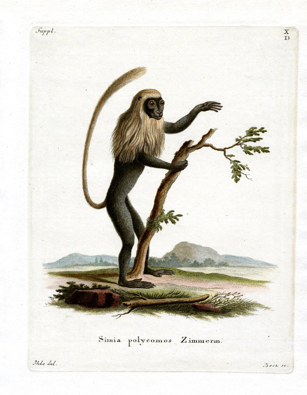 Colobus Monkey (färgad gravyr) av German School