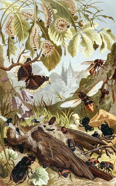 Combined Power of Insects, platta från "Brehms Tierleben: Allgemeine Kunde des Tierreichs", vol.9, s.65, utgiven av Bibliographisches Institut av German School