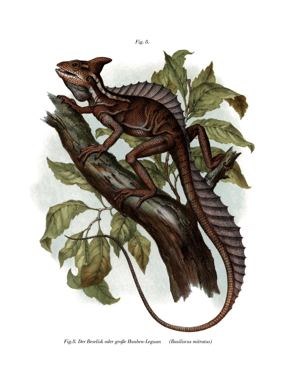 Vanlig basilisk (färg litho) av German School