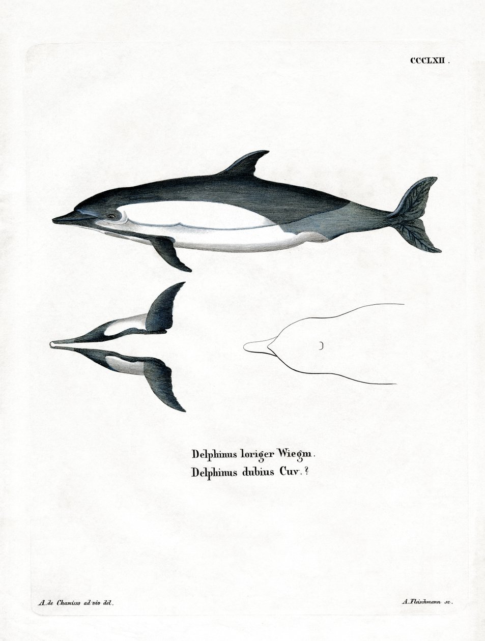 Vanlig delfin (färgad gravyr) av German School